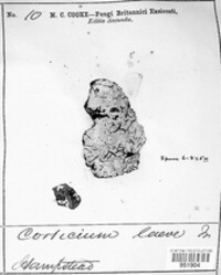 Cylindrobasidium laeve image